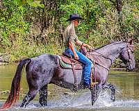 trail-quarter-horse