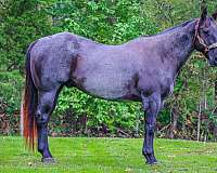 athletic-quarter-horse