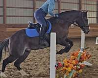 black-roan-pony