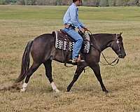 beginner-safe-quarter-pony