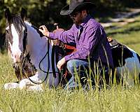 fancy-trick-gypsy-vanner-horse