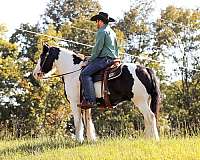 driving-gypsy-vanner-horse