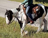 gypsy-vanner-horse