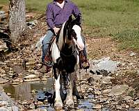 ranch-gypsy-vanner-horse