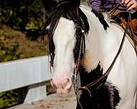 safe-gypsy-vanner-horse