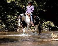 all-around-gypsy-vanner-horse