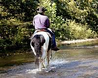 athletic-gypsy-vanner-horse