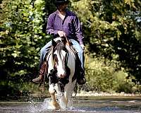 beginner-gypsy-vanner-horse