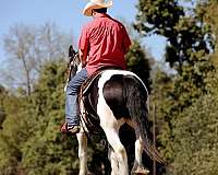 experienced-gypsy-vanner-horse