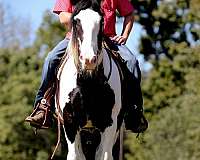 flashy-gypsy-vanner-horse