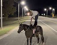 beginner-safe-kid-pony-quarter-horse