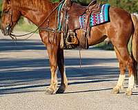 loping-mustang-horse