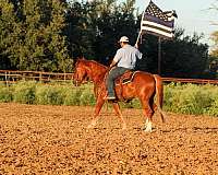 trail-mustang-horse