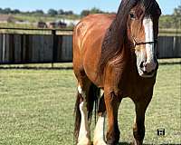 clydesdale-horse