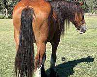 draft-clydesdale-horse