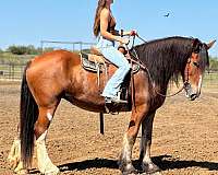 beginner-safe-clydesdale-horse