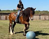 ranch-work-clydesdale-horse