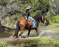 family-horse-clydesdale