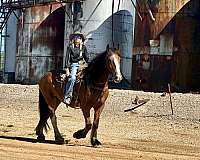 trail-clydesdale-horse