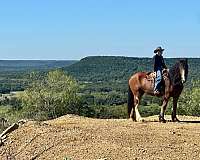 all-around-clydesdale-horse