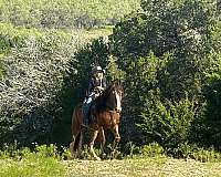 athletic-clydesdale-horse