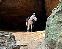 draft-clydesdale-horse