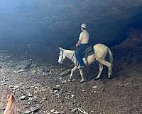 ranch-work-clydesdale-horse