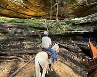 beginner-safe-clydesdale-horse