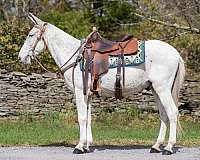 athletic-clydesdale-horse