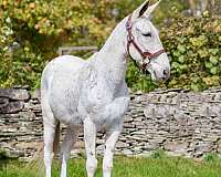 beginner-clydesdale-horse