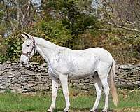 beginner-novice-clydesdale-horse