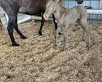 grey-isabelo-andalusian-mare-stallion