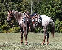 quarter-horse