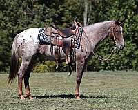 red-roan-blanket-horse