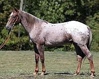 beginner-safe-quarter-horse