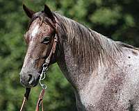 ranch-work-quarter-horse