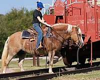 beginner-safe-quarter-horse