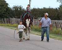 beginner-safe-quarter-horse