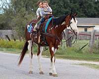 family-horse-quarter