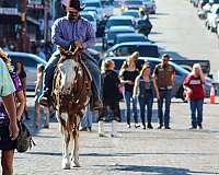 pony-club-mount-quarter-horse