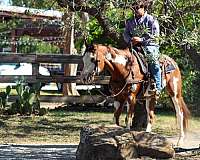 eventing-pony-mare