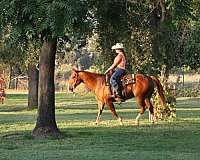 beginner-quarter-horse