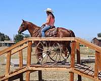 family-horse-quarter