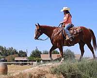 ranch-work-quarter-horse