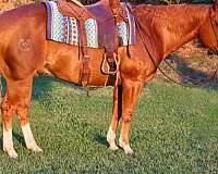 flashy-quarter-horse