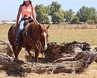 chestnut-blaze-socks-horse