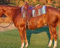 quarter-horse