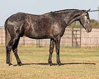 ranch-work-quarter-horse