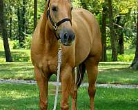 quarter-horse