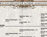 all-around-quarter-horse